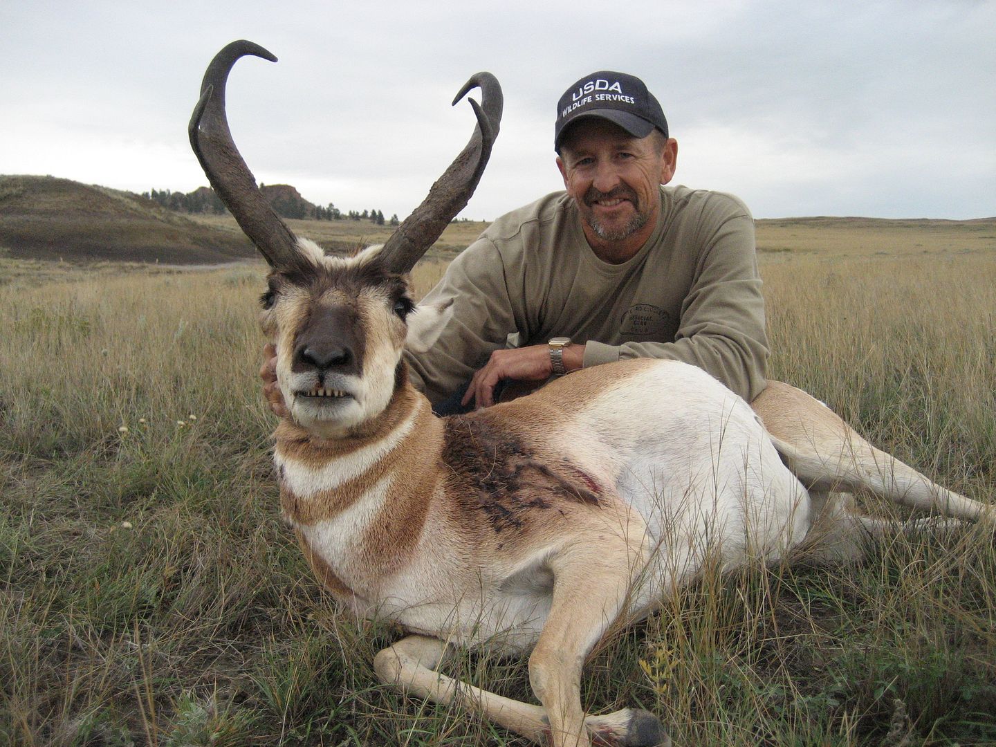 antelope2010011.jpg