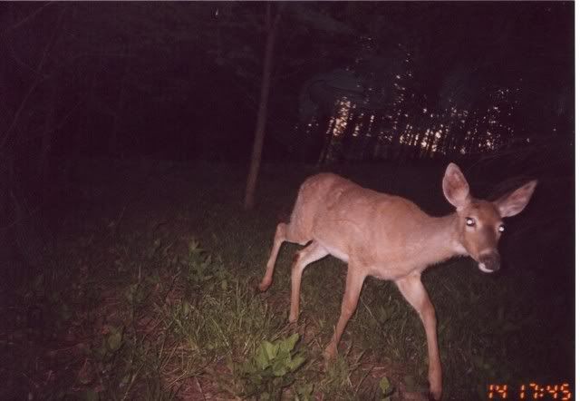 deer29.jpg