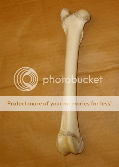 bone_C.jpg