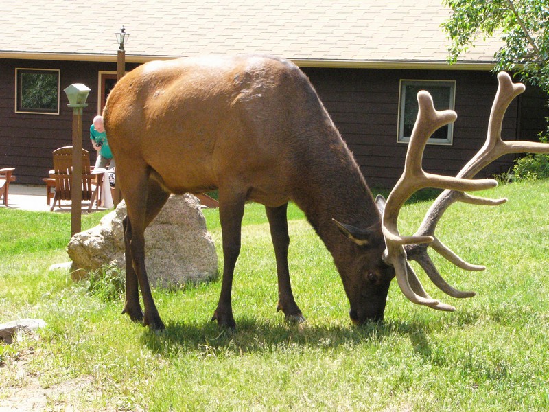 elk-estes-park-colorado-01.jpg