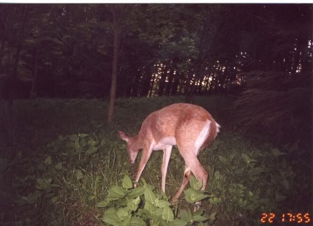 deer16.jpg