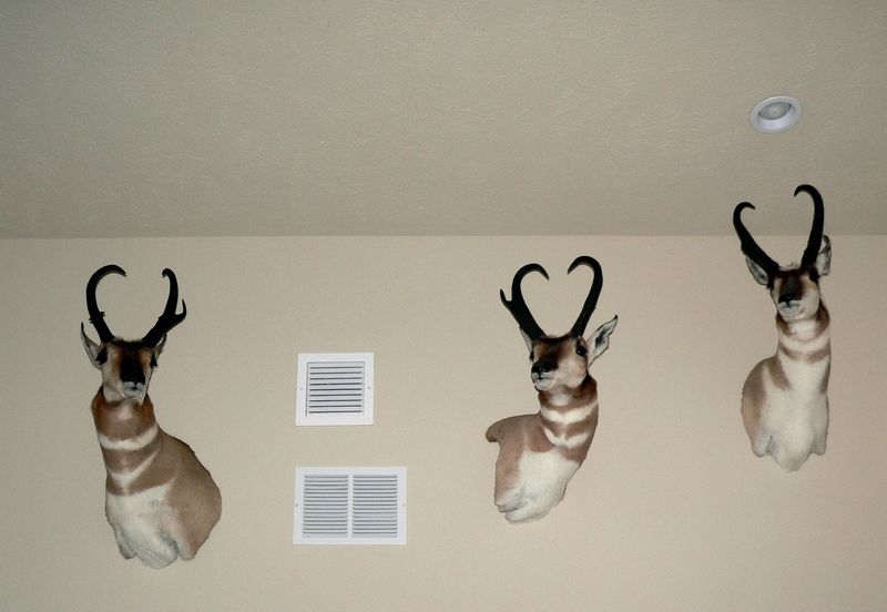 Pronghorn_zpsb2df088b.jpg