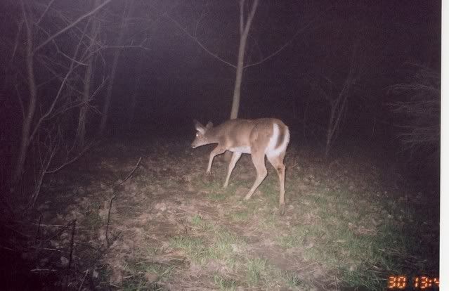 deer8.jpg