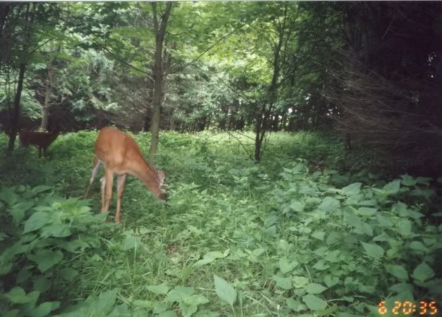 deer37.jpg