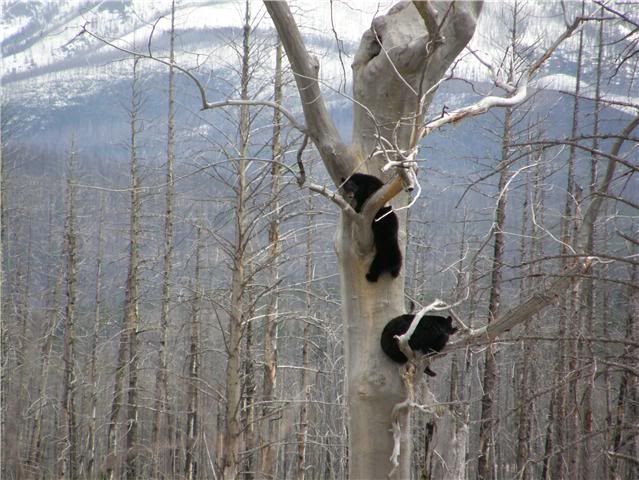 treeden2.jpg