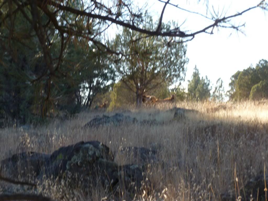 AftershotP1010759.jpg