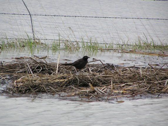 floodbird2_0001.jpg