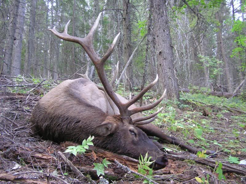 elk2011035.jpg
