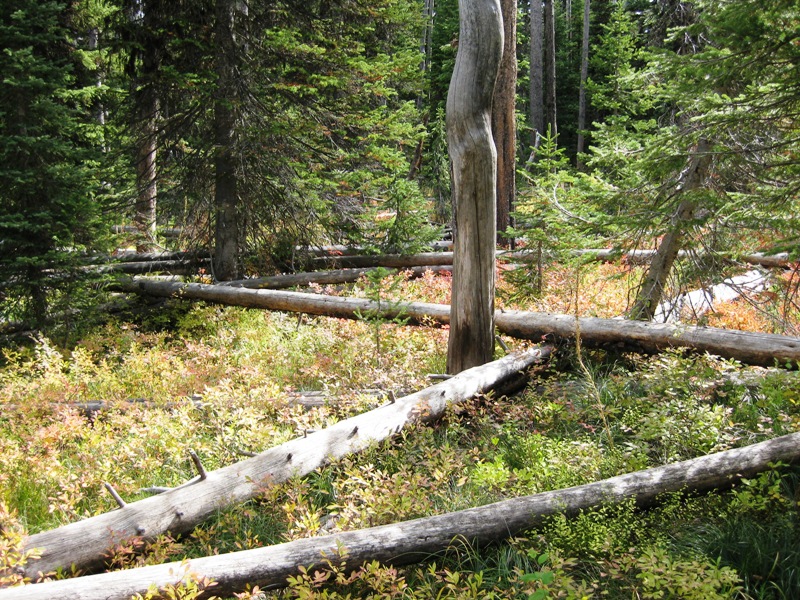 bushwhacking4.jpg