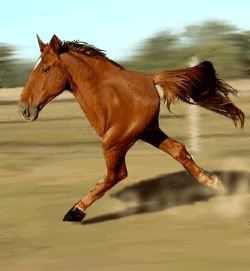 quarterhorse.jpg