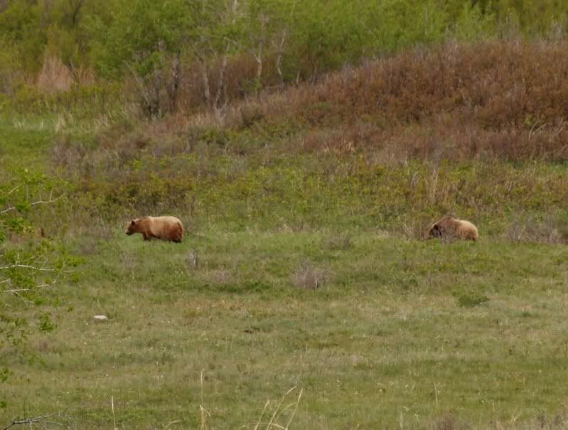 bear3.jpg