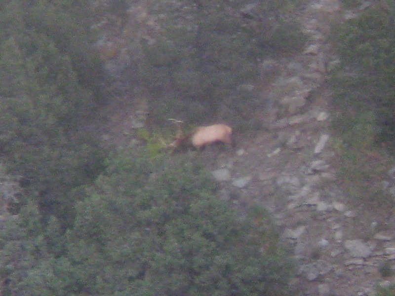 2010_NM_Elk_350_Bull.jpg