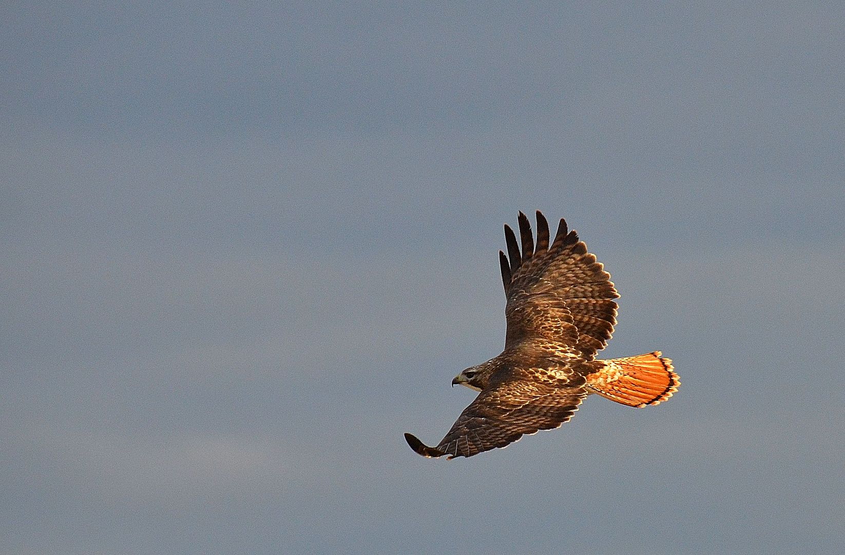 Mar27hawk2_zps5393d23c.jpg