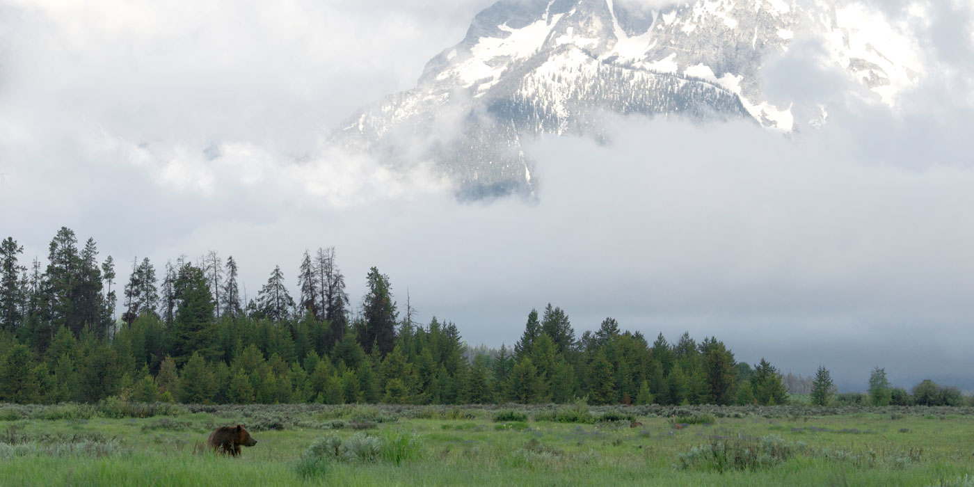 wyomingwildlifeadvocates.org
