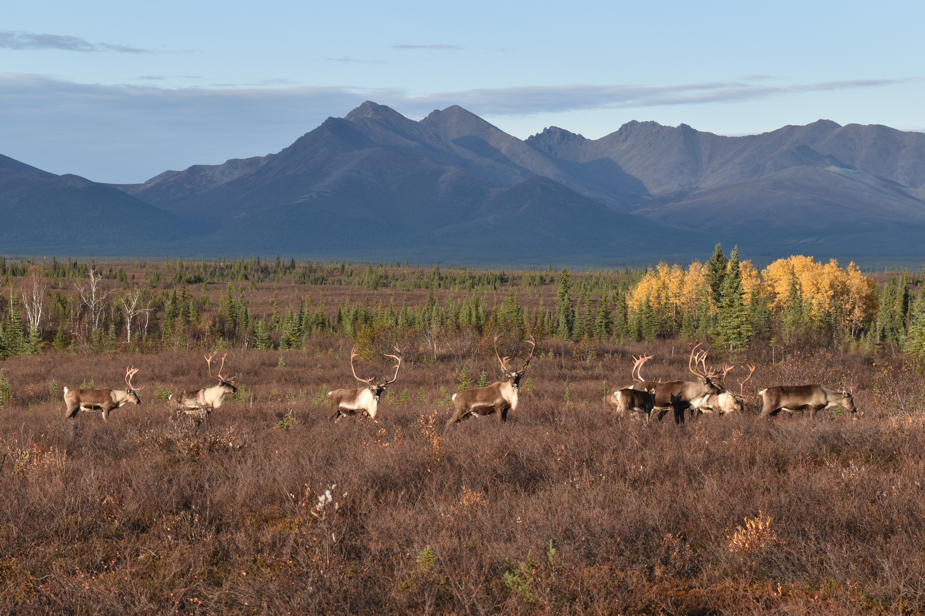 Further restrictions proposed for NR caribou hunting in Alaska Hunt Talk