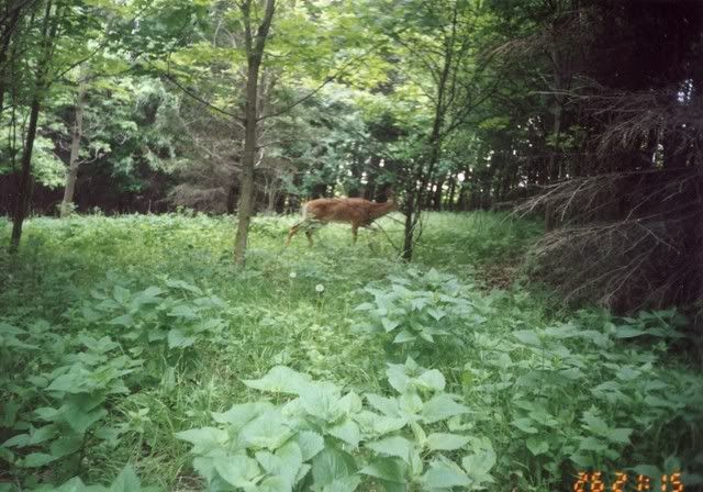 deer49.jpg