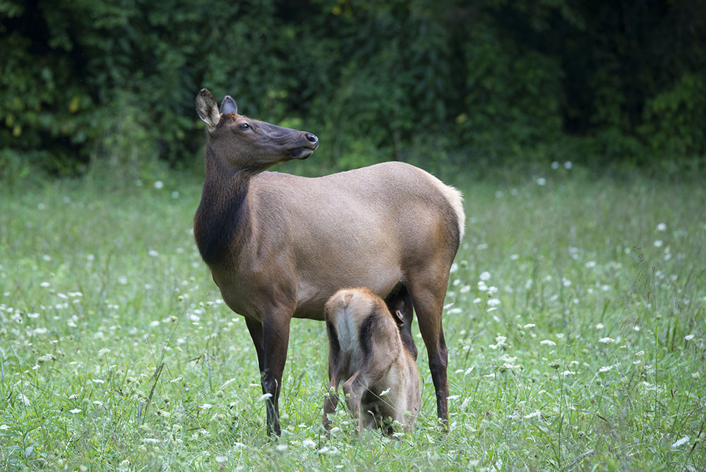 www.greatsmokies.com