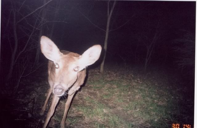 closedeer.jpg
