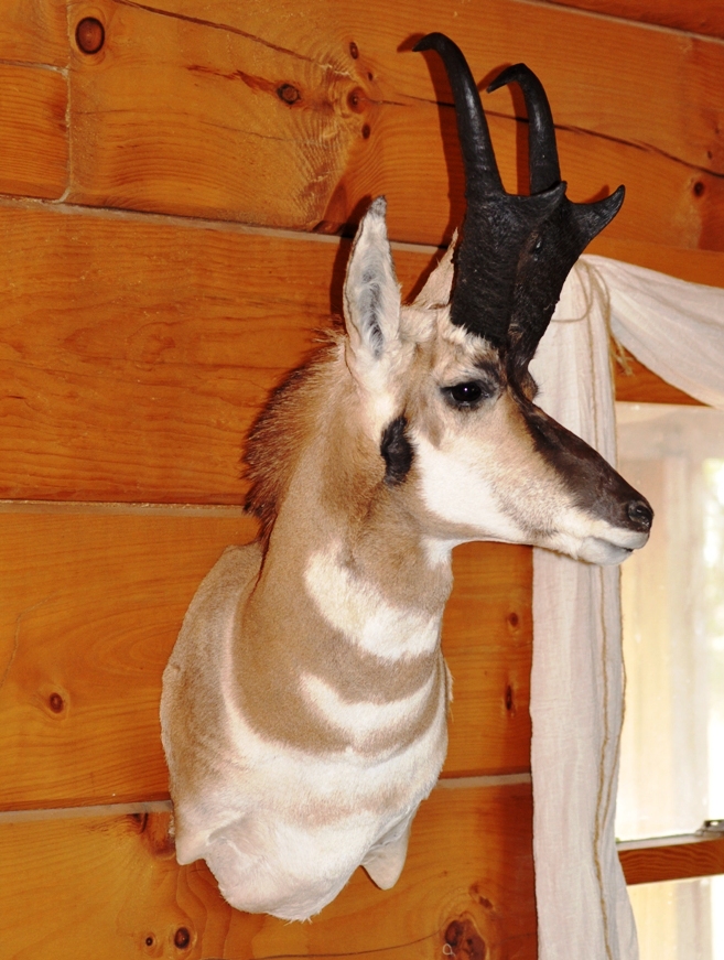 pronghorn1.jpg