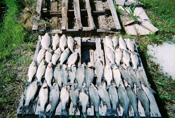 whitebass2.jpg