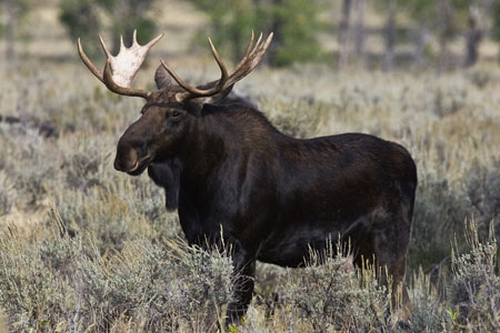 moose_0553np.jpg