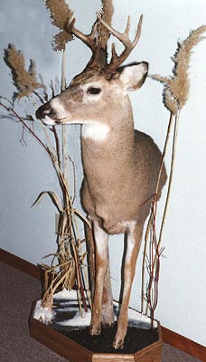 mam5-wtdeer.jpg