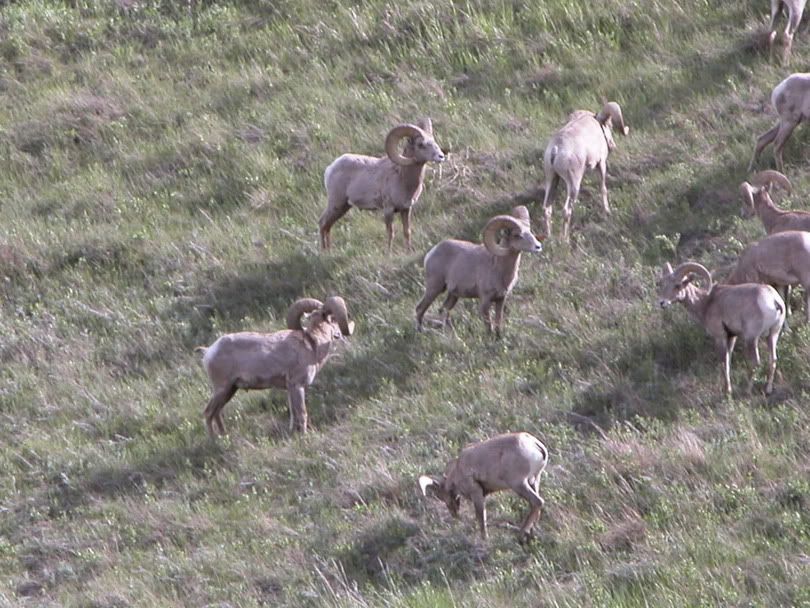 bighorn20.jpg