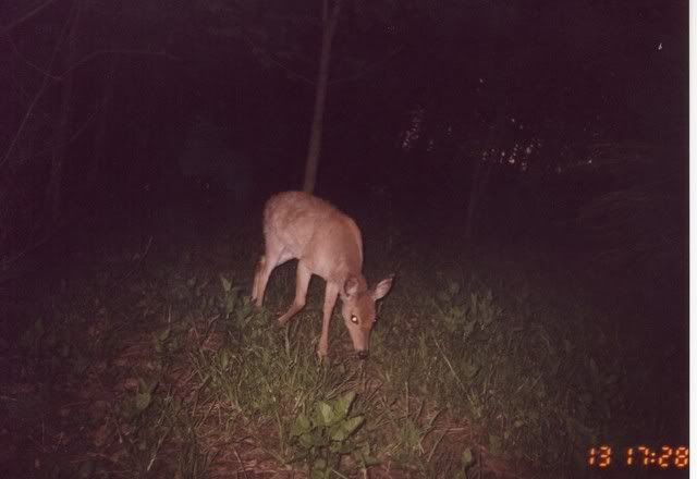 deer33.jpg