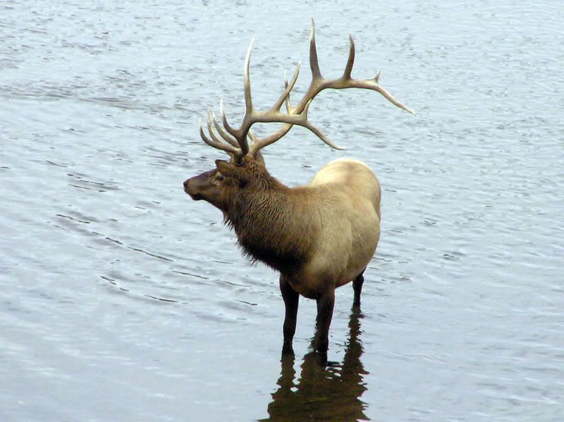 elk3.jpg