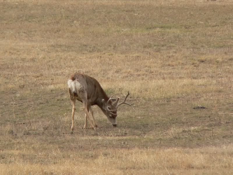 Buck.jpg