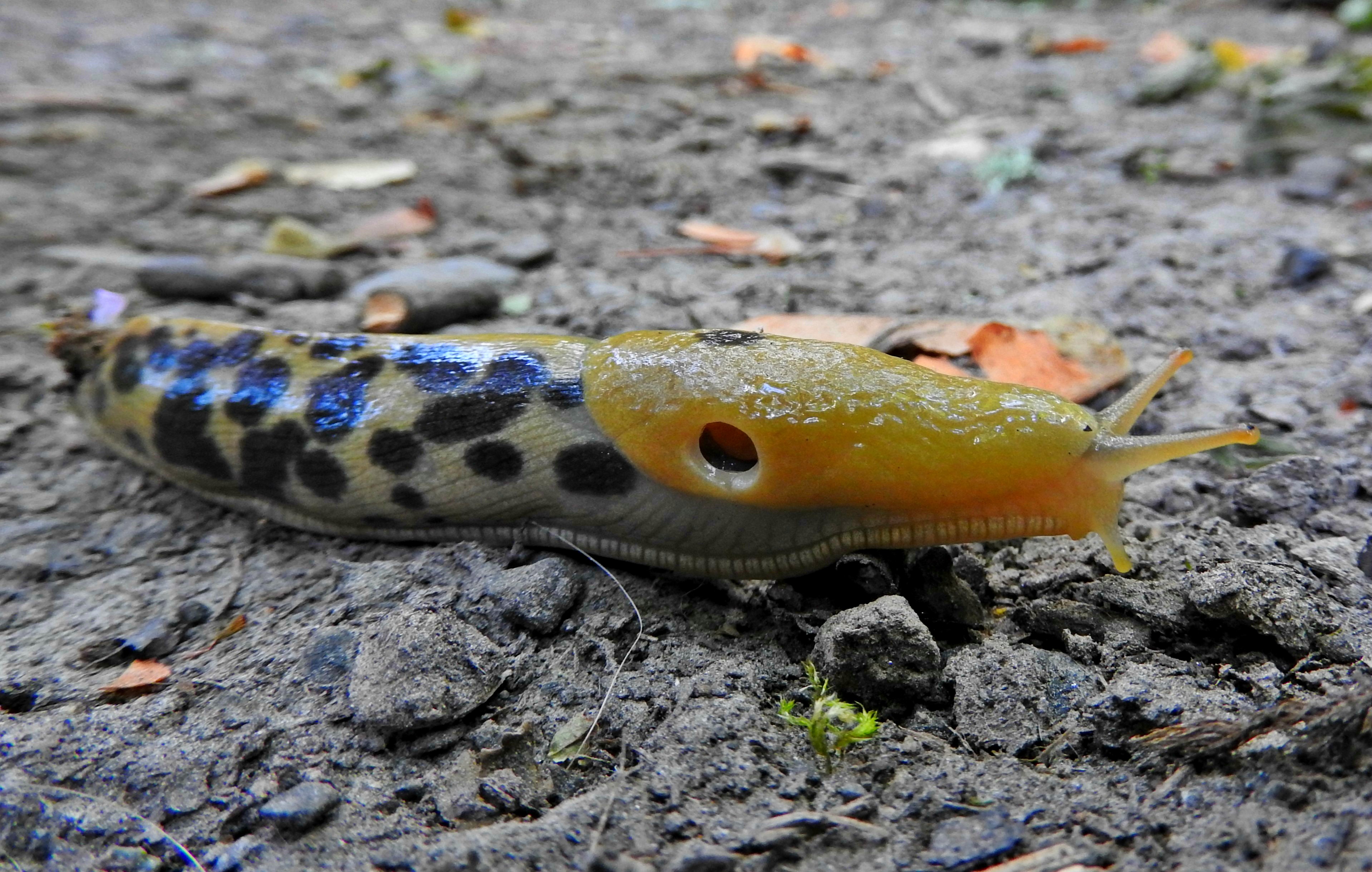 banana-slug.jpg