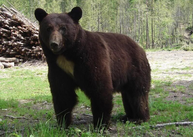 bigboar.jpg