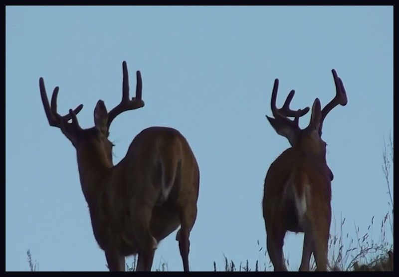 3bucks1.jpg