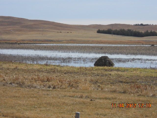 rats1112025.jpg