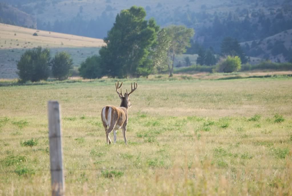 Whitetail004.jpg