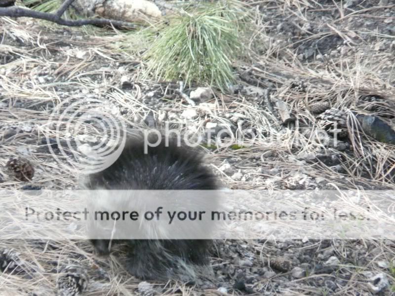 porcupine.jpg