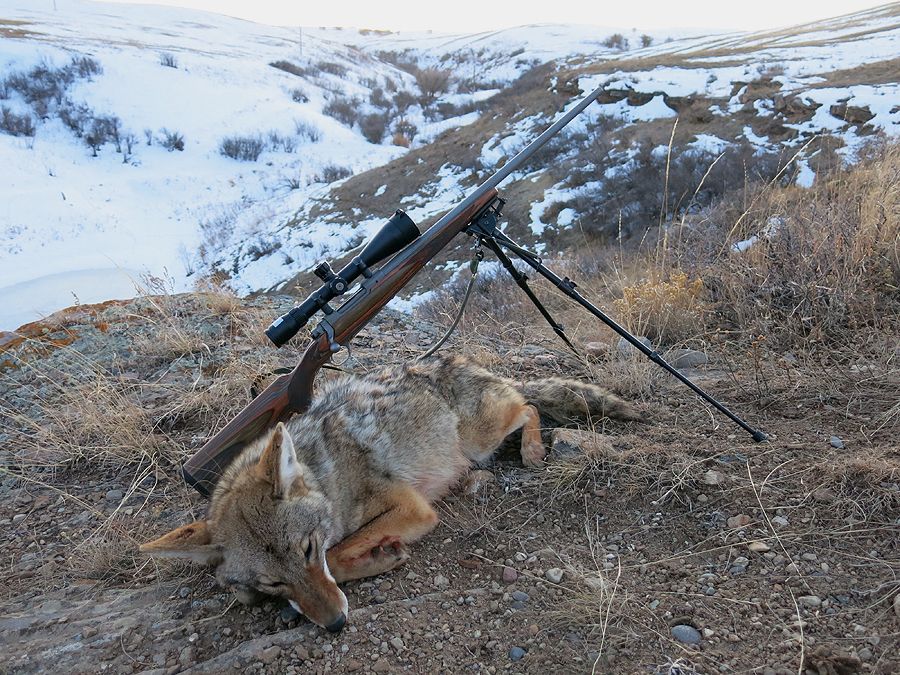 TroyCoyote1-22-15A_zpsc3cb7d76.jpg