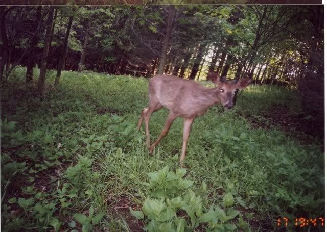 deer26.jpg