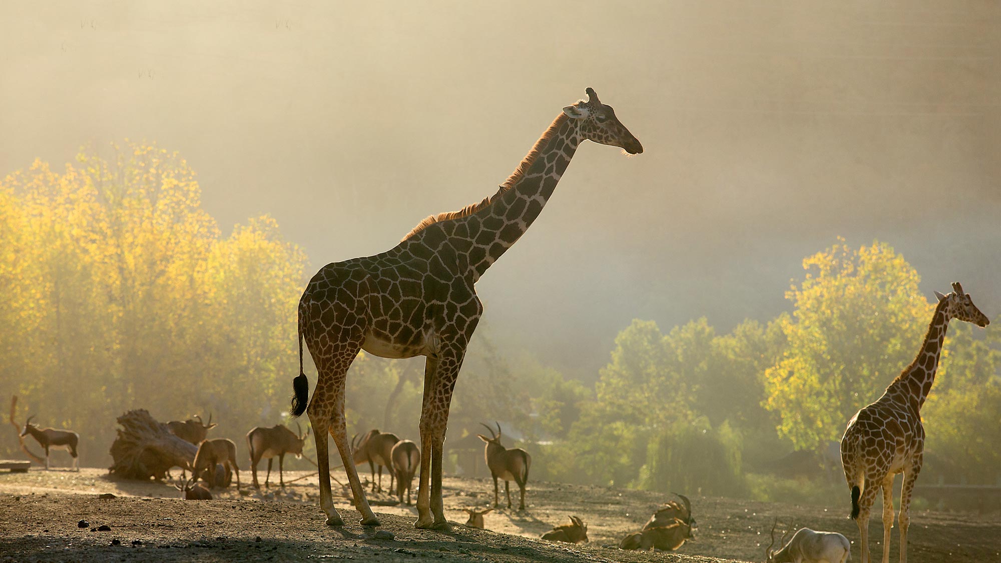 www.safariwest.com