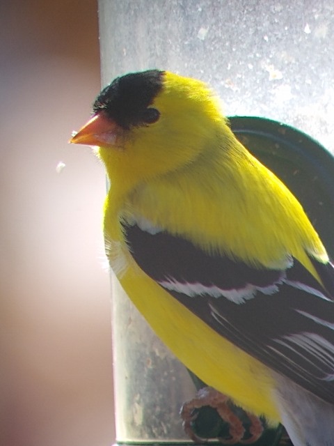 IMG_20200516_162104139.jpg