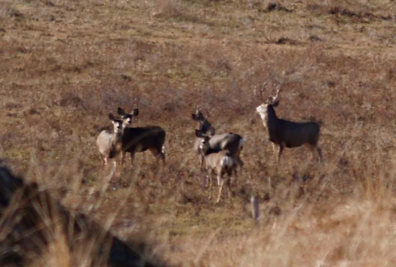 buckss054.jpg