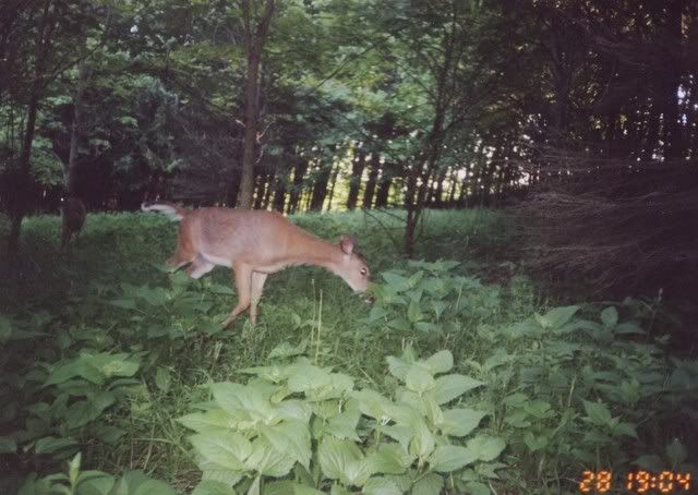 deer46.jpg