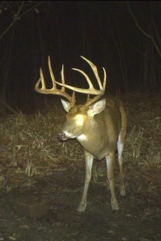 bigdude_zpsffa4a0f3.jpg
