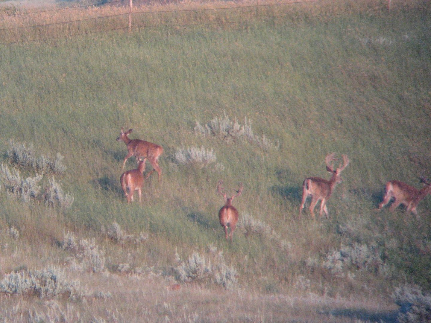 whitetailbucks8-4-10005.jpg