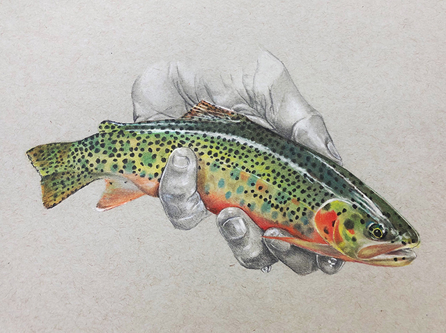 Cutthroat-Trout-SM.jpg