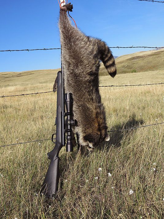 RaccoonBig_zpsc57e2bb0.jpg