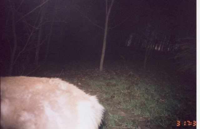 deer3.jpg