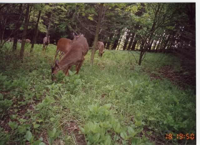 bucks.jpg