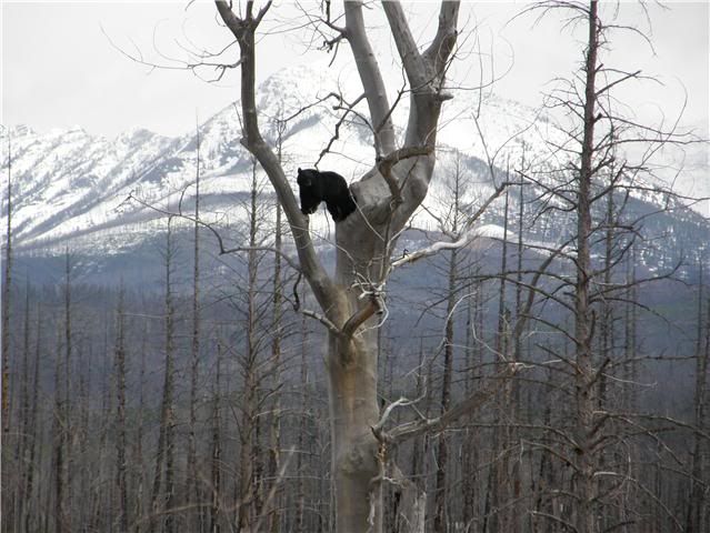 treeden3.jpg