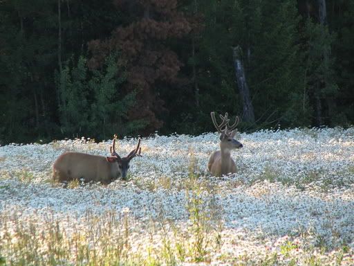 2005Mulies016.jpg